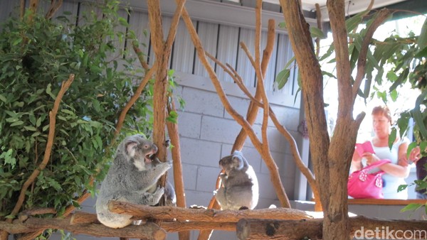 Jam kerja koala dalam melayani sesi foto bersama pengunjung sangat dibatasi, maksimal 30 menit untuk setiap koala. Selebihnya, koala akan menghabiskan sebagian besar waktunya untuk makan dan tidur (Uyung/detikTravel) Jam kerja koala dalam melayani sesi foto bersama pengunjung sangat dibatasi, maksimal 30 menit untuk setiap koala. Selebihnya, koala akan menghabiskan sebagian besar waktunya untuk makan dan tidur (Uyung/detikTravel)