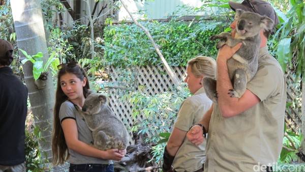 Kesempatan untuk memeluk koala adalah daya tarik utama bagi para pengunjung Lone Pine Koala Sanctuary. Oleh karena itu, banyak yang datang karena penasaran ingin memeluk koala (Uyung/detikTravel) Kesempatan untuk memeluk koala adalah daya tarik utama bagi para pengunjung Lone Pine Koala Sanctuary. Oleh karena itu, banyak yang datang karena penasaran ingin memeluk koala (Uyung/detikTravel)