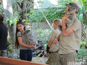 Senangnya Memeluk Koala di Brisbane