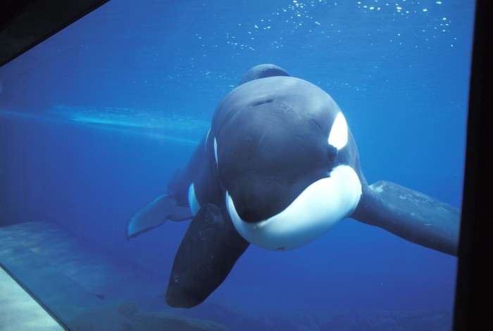 Orcinus orca atau dikenal juga dengan nama paus pembunuh