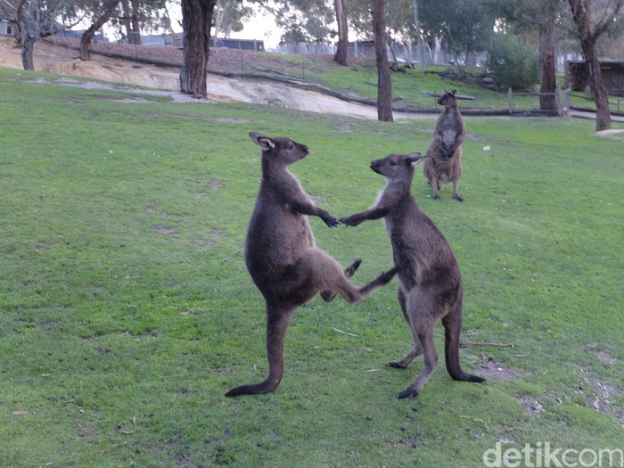Kanguru di Ballarat Wildlife Park (Foto: Ikhwanul Khabibi/detikcom)