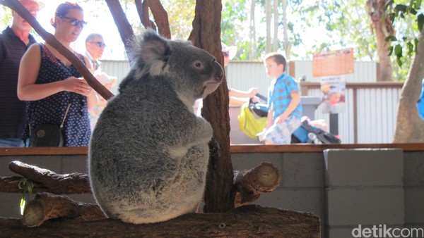 Tapi tak mudah menimang koala. Binatang manja ini mudah stres, pengunjung tidak bisa berlama-lama memeluknya (Uyung/detikTravel) Tapi tak mudah menimang koala. Binatang manja ini mudah stres, pengunjung tidak bisa berlama-lama memeluknya (Uyung/detikTravel)