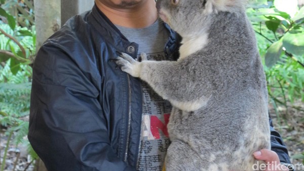 detikTravel mencoba memeluk koala. Kadang, ia tidak terlalu tenang dan malah berjalan-jalan di badan pengunjung seperti ini (Uyung/detikTravel) detikTravel mencoba memeluk koala. Kadang, ia tidak terlalu tenang dan malah berjalan-jalan di badan pengunjung seperti ini (Uyung/detikTravel)