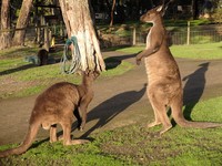 Kanguru di Ballarat Wildlife Park (Foto: Ikhwanul Khabibi/detikcom)