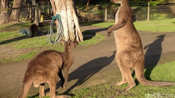 Kanguru: 20 juta tahun. Fakta menarik tentang nenek moyang kanguru yang telah punah 10-15 juta tahun yang lalu adalah bahwa mereka tidak melompat dengan 2 kaki, tetapi berjalan dengan 4 kaki. Foto: Kanguru di Ballarat Wildlife Park (Foto: Ikhwanul Khabibi/detikcom)