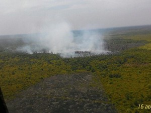 Pohon ini Direkomendasikan Jadi Sekat Bakar karena Tahan Amukan Api