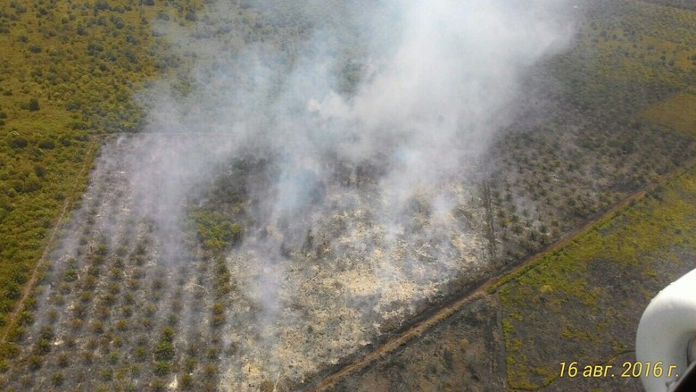 Bakar Lahan Gambut, Seorang Pria di Kampar Riau Ditangkap TNI AD Bakar Lahan Gambut, Seorang Pria di Kampar Riau Ditangkap TNI AD