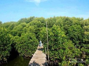12 Manfaat Hutan Bakau bagi Manusia, Bukan Cuma untuk Wisata