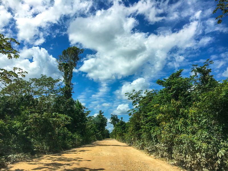 Harga Alpukat Terus Naik, Kerusakan Hutan Ancam Meksiko