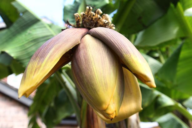 Pohon Pisang