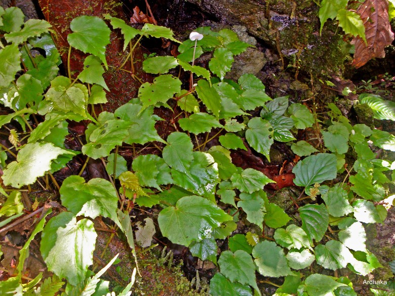  Tanaman  Hias  Begonia  Jenis  Baru Ditemukan Peneliti LIPI di 