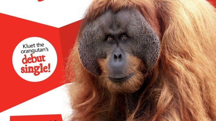 Orang Utan Kluet di Adelaide Keluarkan Musik Jazz