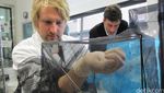 Mengintip Laboratorium Tempat Nyamuk Ber-Wolbachia Diciptakan