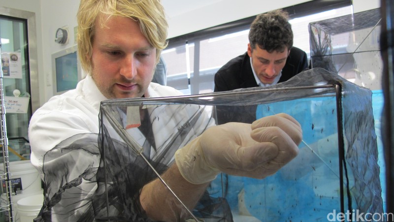 Laboratorium Nyamuk Wolbachia di Monash University, pusat Eliminate Dengue Program.