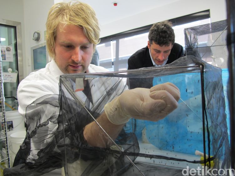 Mengintip Laboratorium Tempat Nyamuk Ber-Wolbachia Diciptakan