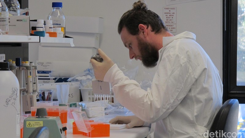 Laboratorium Nyamuk Wolbachia di Monash University, pusat Eliminate Dengue Program.