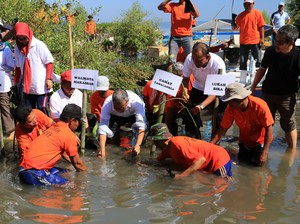 20 Ribu Bibit Mangrove Ditanam di Lantebung, Jadi Perisai Alam Pesisir Makassar