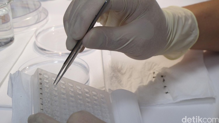 Laboratorium Nyamuk Wolbachia Laboratorium Nyamuk Wolbachia di Monash University, pusat Eliminate Dengue Program.