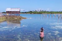 Kehidupan suku Bajo di Wakatobi (Bahtiar/detikTravel)