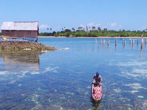 Adaptasi Genetik di Balik Kemampuan Menyelam Suku Bajo yang Mengagumkan