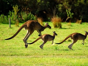 Kanguru Santuy Lompat-Lompat di Pusat Kota Adelaide