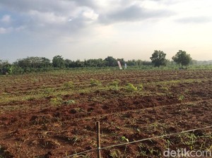 Hari Ini Kelompok Petani Urban Lakukan Tanam Perdana