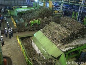 Harga Lelang Gula Rendah, Petani Tebu Salahkan Pemerintah