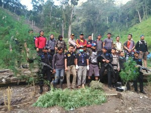 Polri dan BNN Temukan 15 Hektare Ladang Ganja di Pegunungan Aceh
