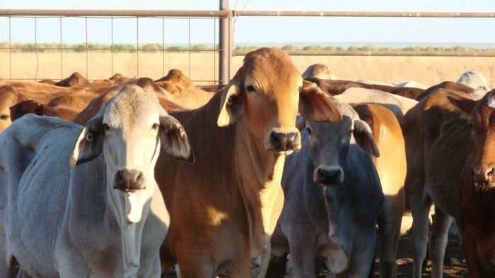 Harga Pasokan Sapi Ekspor Australia ke Indonesia Naik Lagi