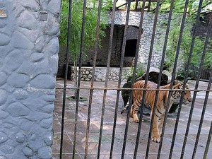 Lima Ekor Harimau Sumatera Koleksi KBS akan Dikeluarkan