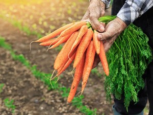 Warna Hijau dan Oranye Sayuran Tunjukkan Kandungan Nutrisinya