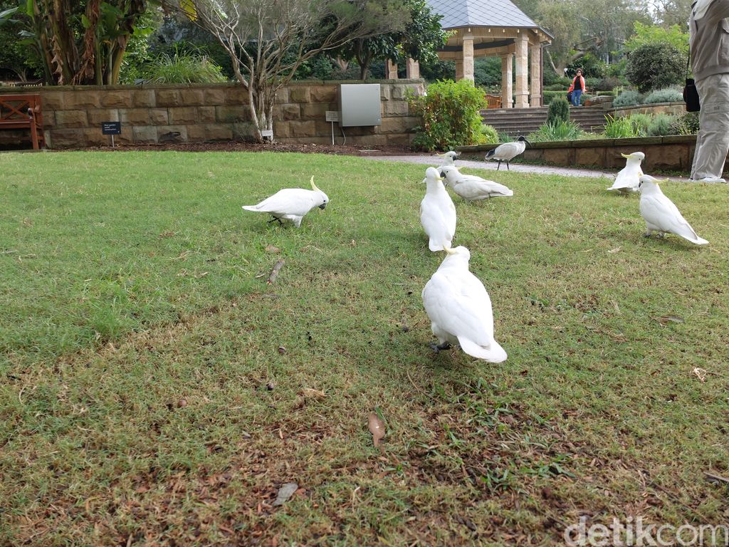 Kepak Sayap Kebebasan Si Jambul Kuning Di Australia