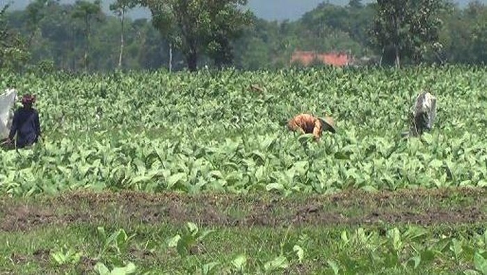 Punya Dataran Tinggi yang Luas, Kenapa RI Masih Impor Tembakau?