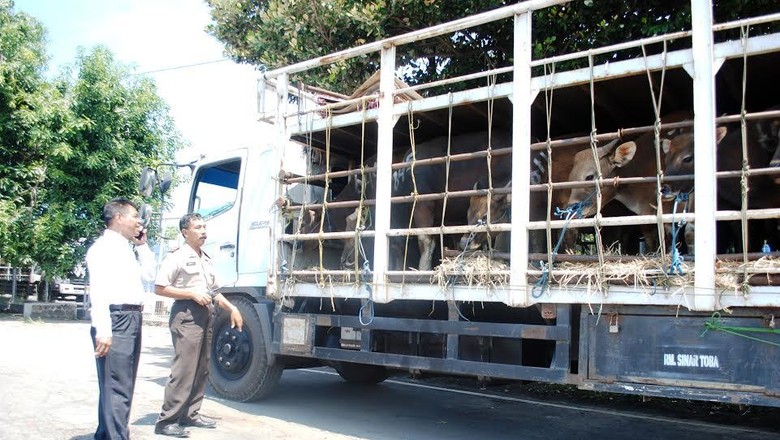 Enam Truk Pembawa Ratusan Sapi Bodong asal Bali Dipulangkan