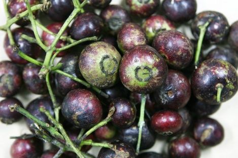 Buah Langka Gandaria dan Cermai Buah Langka yang Bikin Rujak Makin Enak