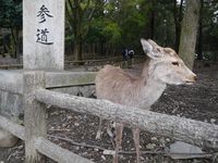 Rusa di Nara Park (Kurnia/detikTravel)