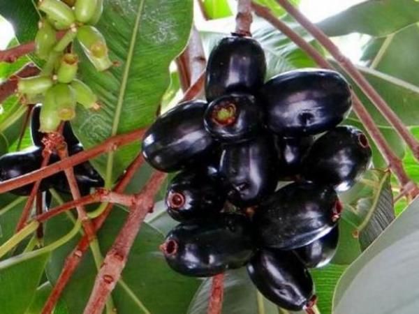 Gandaria dan Cermai Buah Langka yang Bikin Rujak Makin Enak