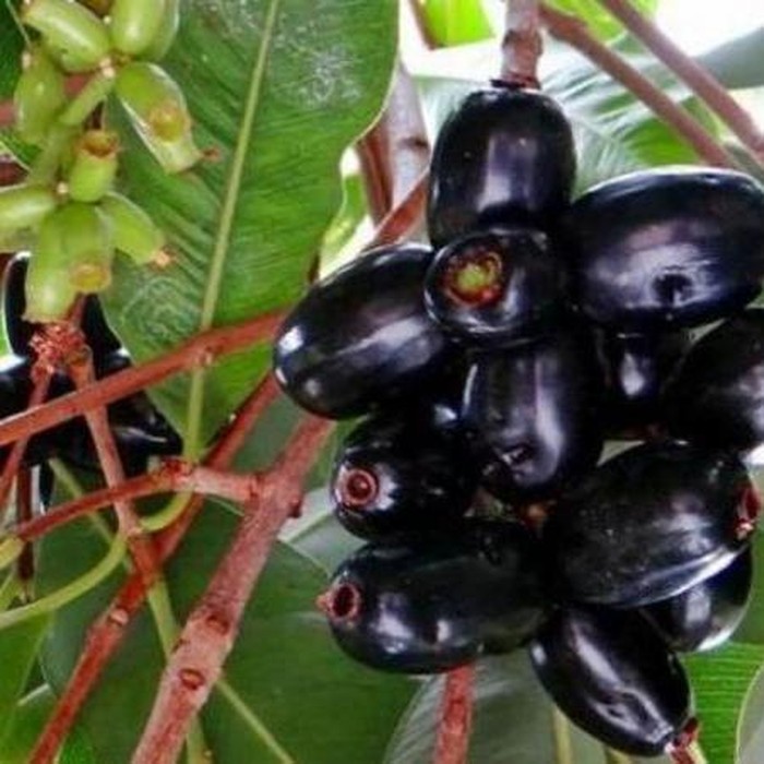 buah jamblang