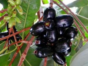 Jamblang, Tumbuhan Kaya Manfaat yang Makin Hilang