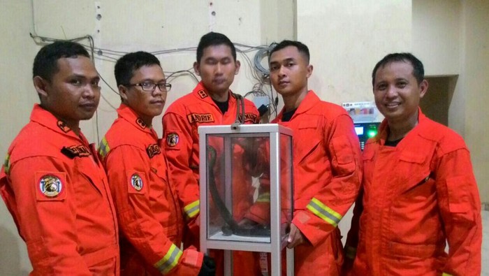 Ular Kobra Masuk ke Kantor Kelurahan Rorotan Jakut
