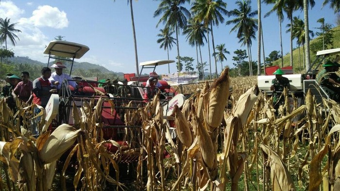 Mentan Jamin Harga Jagung di Petani Rp 3.150/Kg