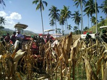 Kementan: Tak Ada Lagi Impor Jagung di 2017