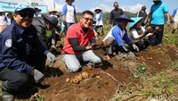 General Manager Corporate Communications PT Indofood Sukses Makmur, Stefanus Indrayana (ketiga kiri kaos merah ) bersama para petani melakukan panen raya kentang varietas Atlantik. Istimewa