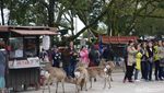 Diserbu Rusa Menggemaskan di Jepang