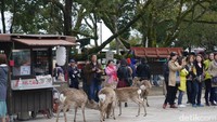 Banyak turis yang mencoba selfie bareng rusa, memberi makan atau sekadar melihat tingah laku rusa (Kurnia/detikTravel)