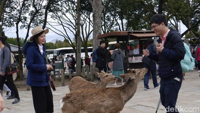 Diserbu Rusa Menggemaskan di Jepang