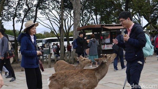 Diserbu Rusa Menggemaskan di Jepang