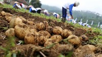 Panen raya kentang ini dengan hasil rata-rata 20 ton per Ha. Istimewa