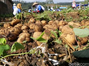 Mendag: Kentang Impor Hanya untuk Industri dan Restoran Cepat Saji