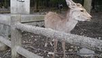 Diserbu Rusa Menggemaskan di Jepang